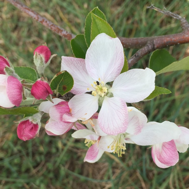 Plant image Malus domestica 'Golden Delicious'