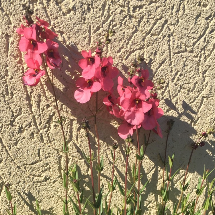 Plant image Diascia