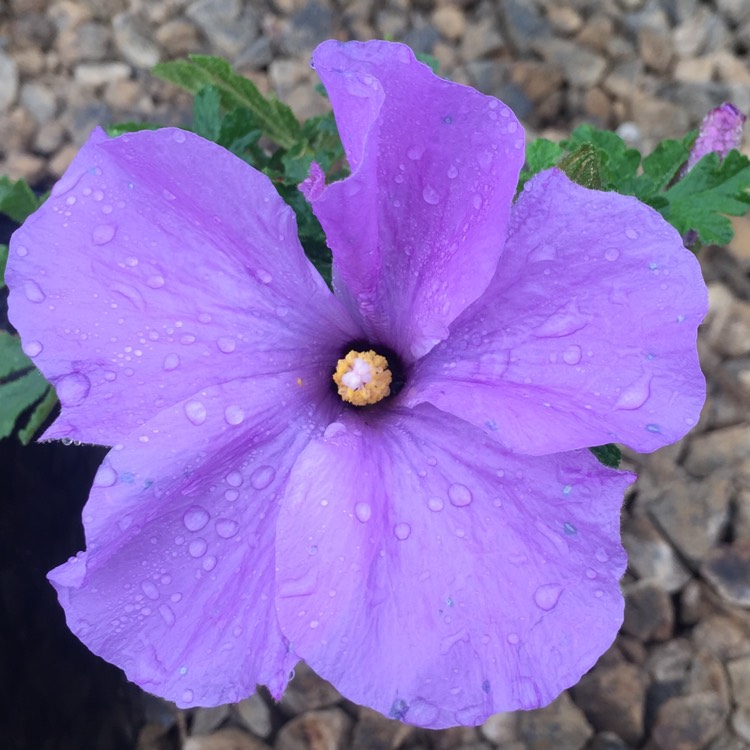 Plant image Alyogyne huegelii