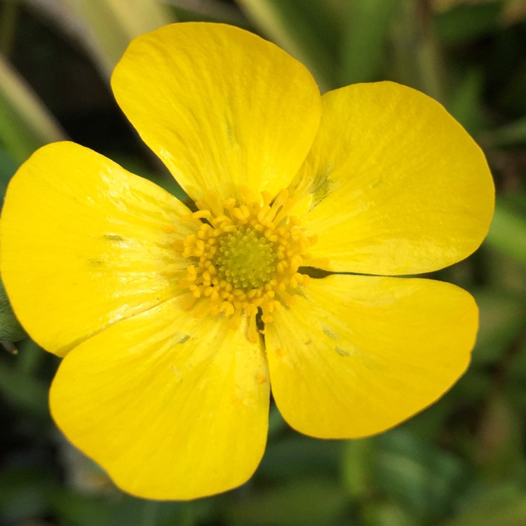 Plant image Ranunculus lingua 'Grandiflorus'