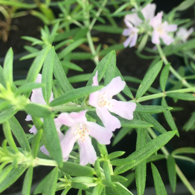 Plant image Westringia fruticosa