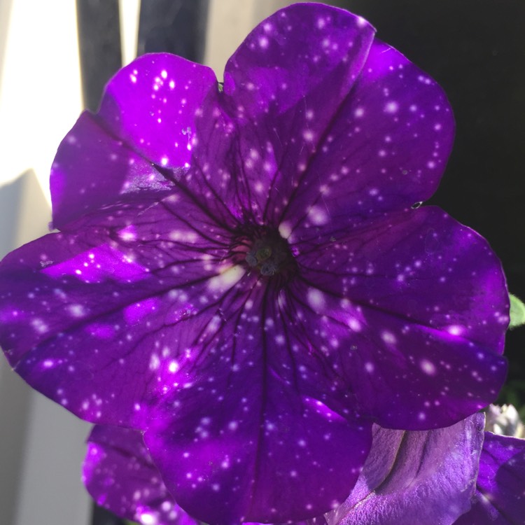 Plant image Petunia 'Starry Night'