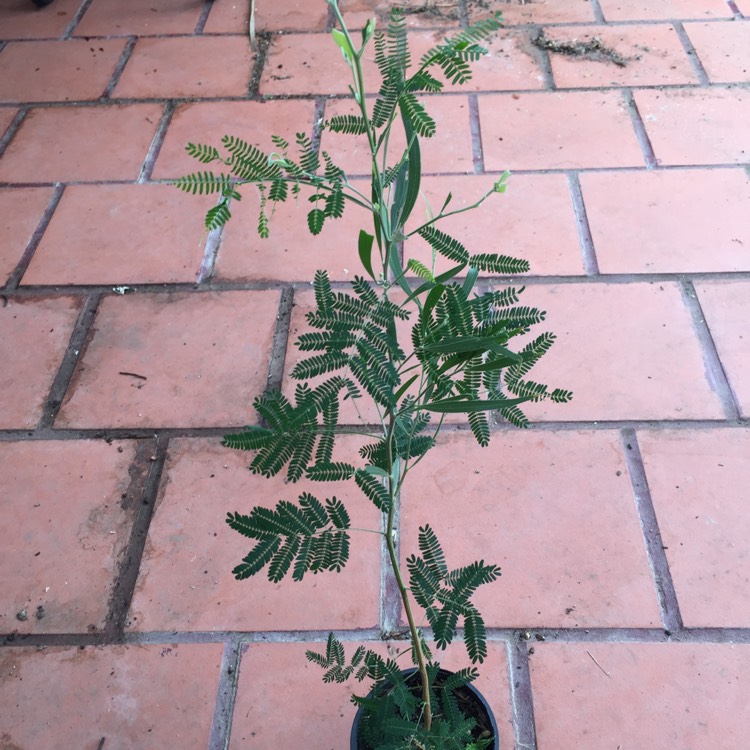 Plant image Acacia melanoxylon