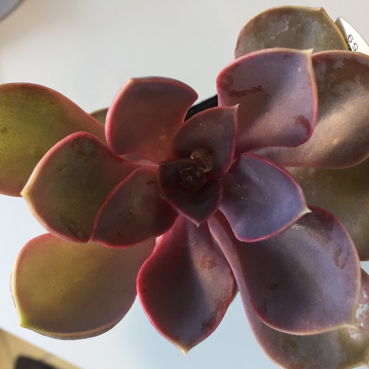 plant image 649088