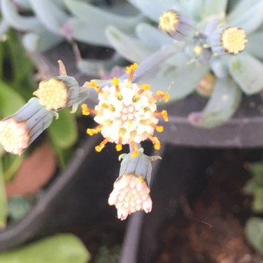 Senecio Serpens