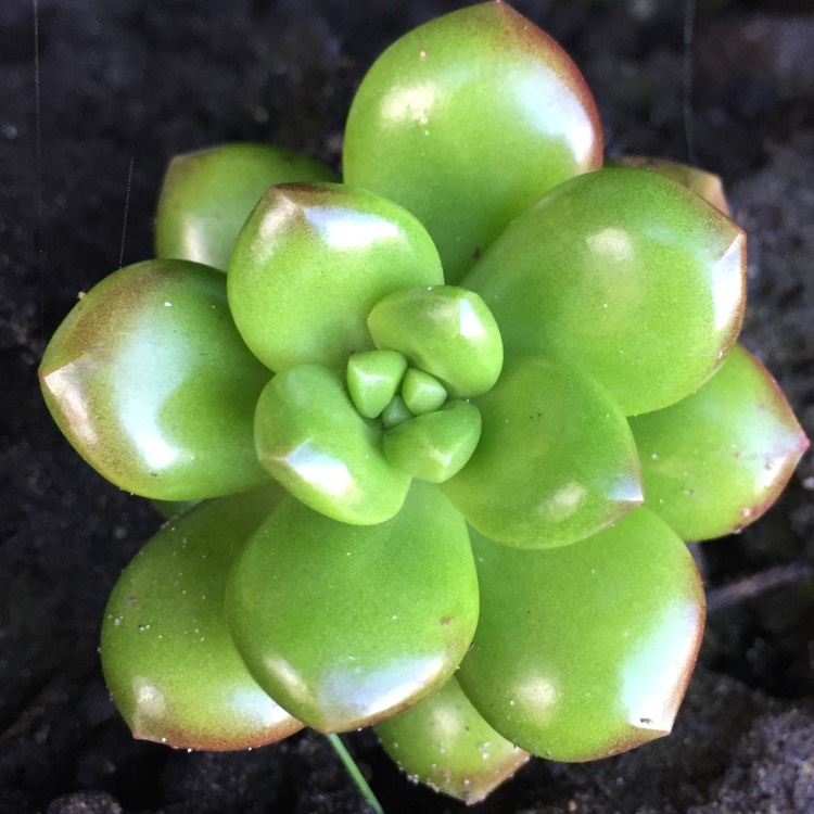 plant image 784351