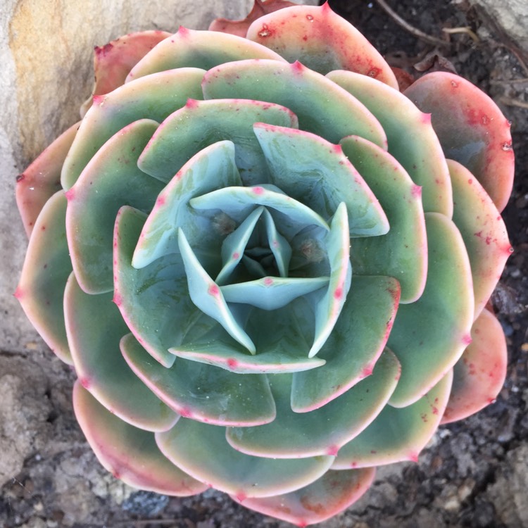 plant image 887728