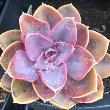 Echeveria 'Purple Pearl'