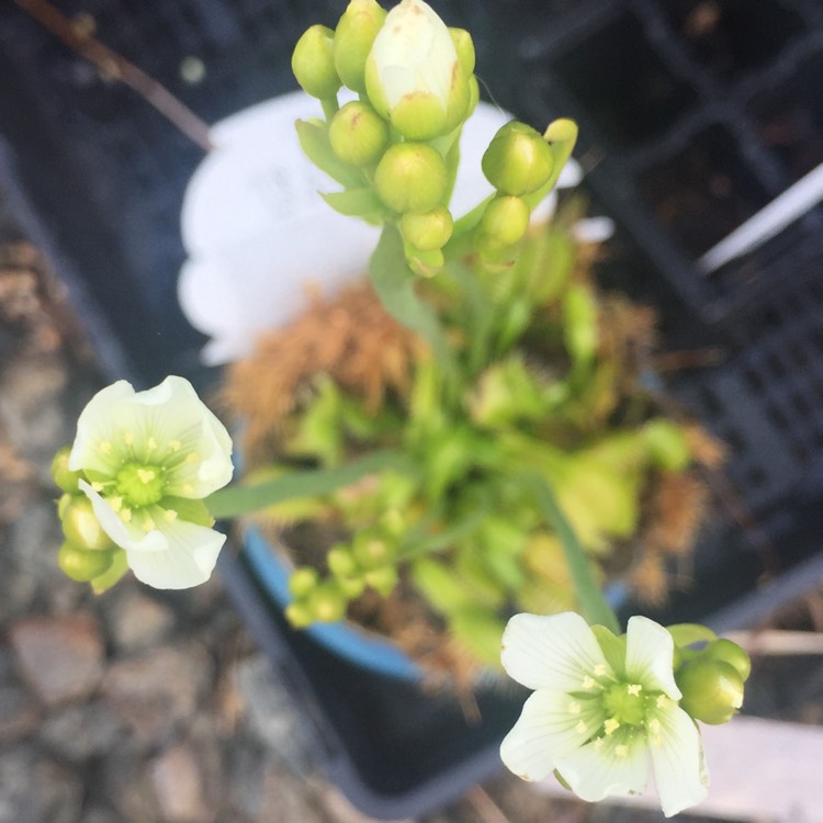 plant image 896943