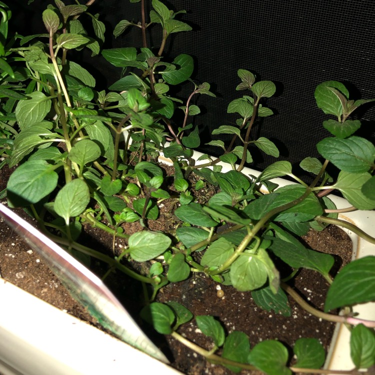 Plant image Mentha x piperita 'French Peppermint'