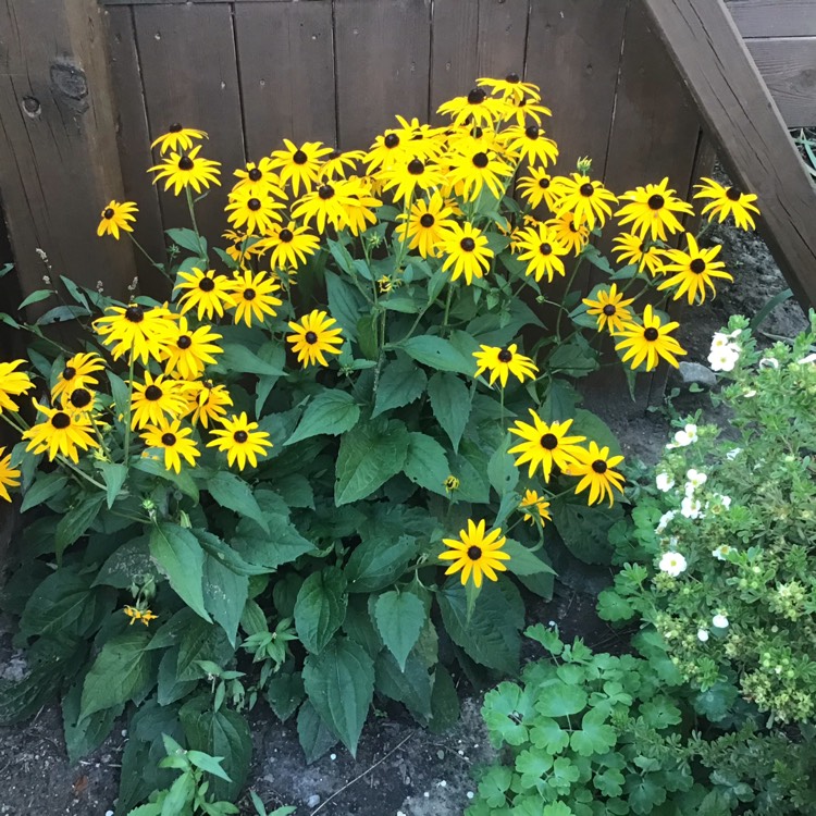 plant image 1377862