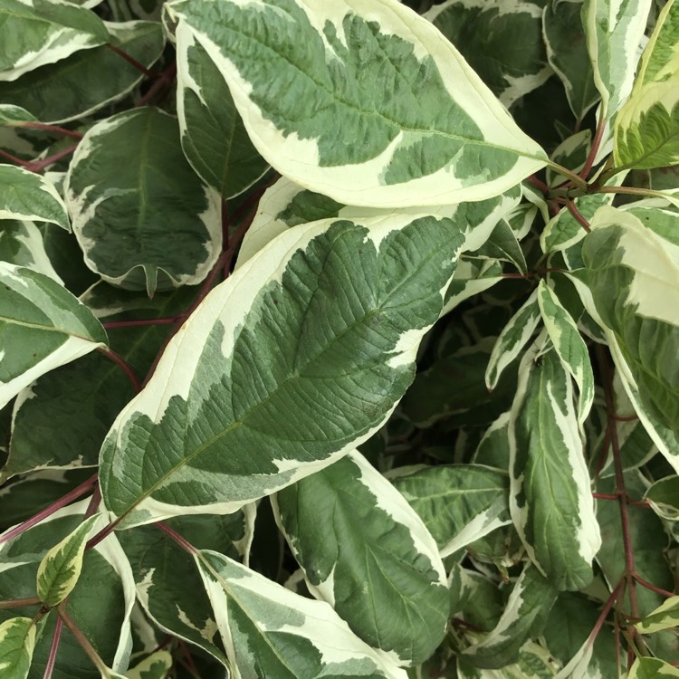 plant image 1381259 plant image 1381259