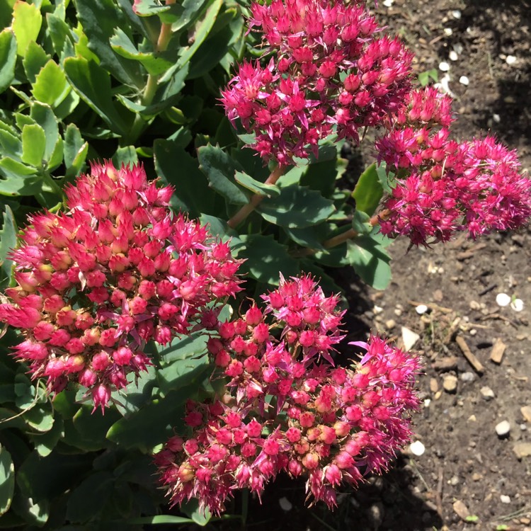 plant image 1384403 plant image 1384403