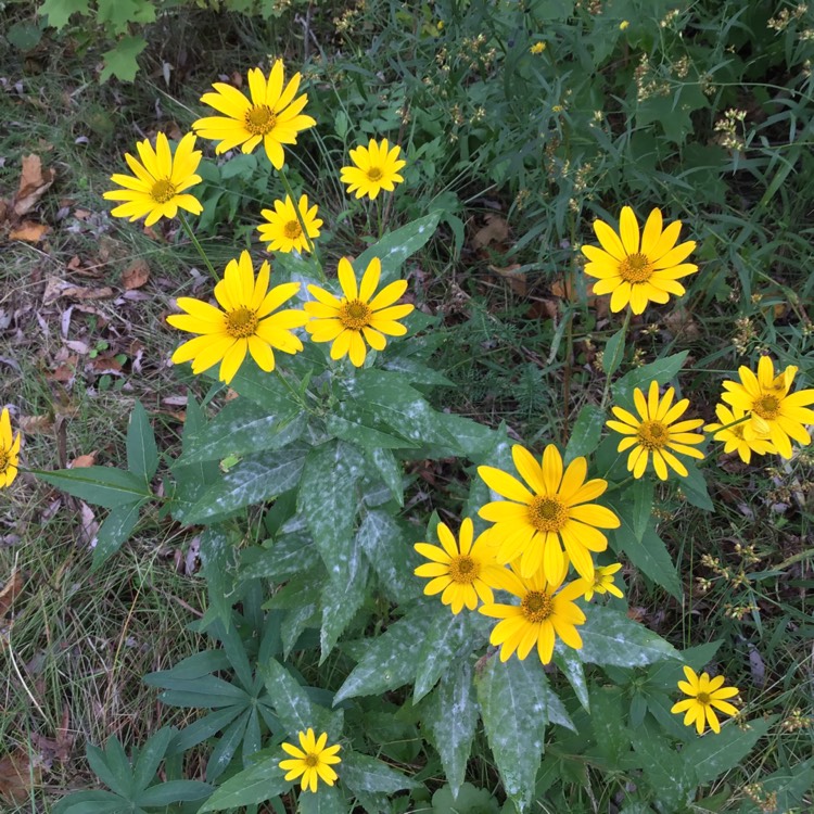 Plant image Heliopsis