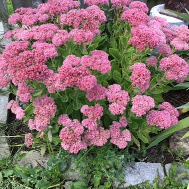 Sedum