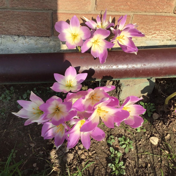 plant image 1394134 plant image 1394134