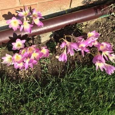Colchicum autumnale 'Album'