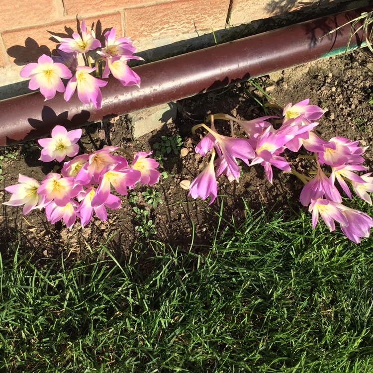 Plant image Colchicum autumnale 'Album'