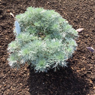 Artemisia schmidtiana 'Nana'