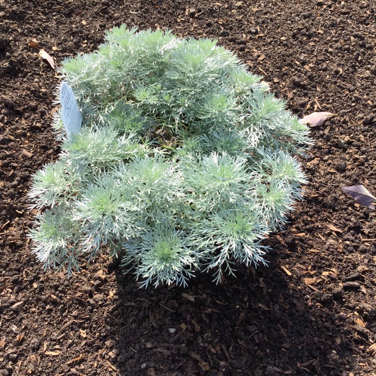 Plant image Artemisia schmidtiana 'Nana'