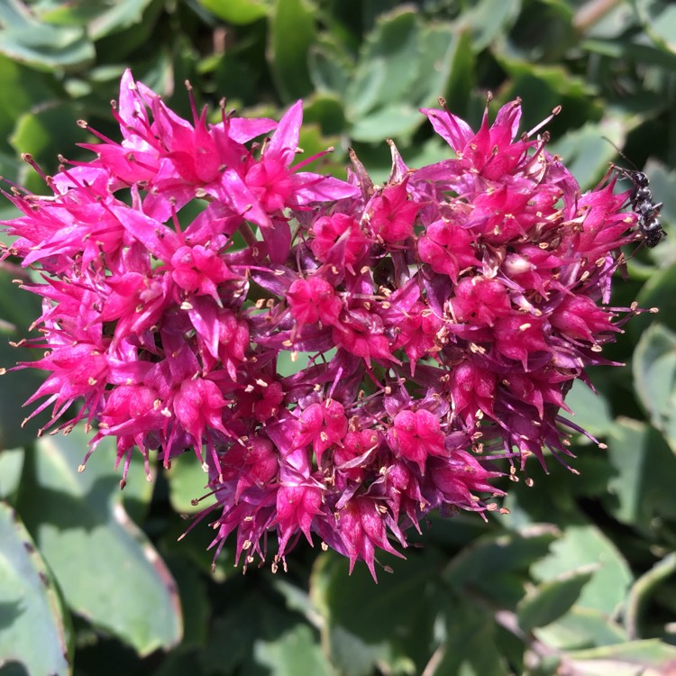 plant image 1398726 plant image 1398726