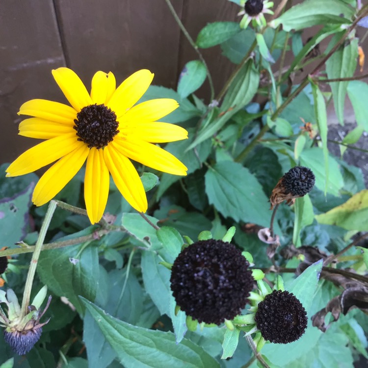 plant image 1401702