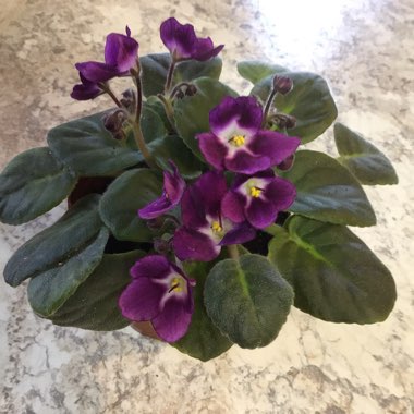 Streptocarpus sect. Saintpaulia  syn. Saintpaulia