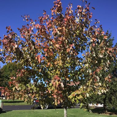 Acer rubrum