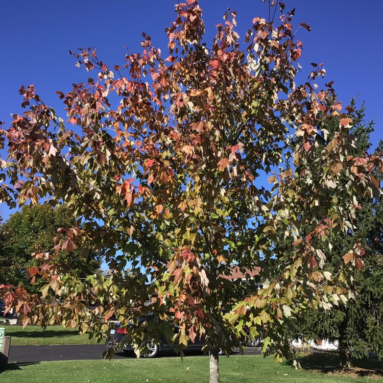 plant image 1404307