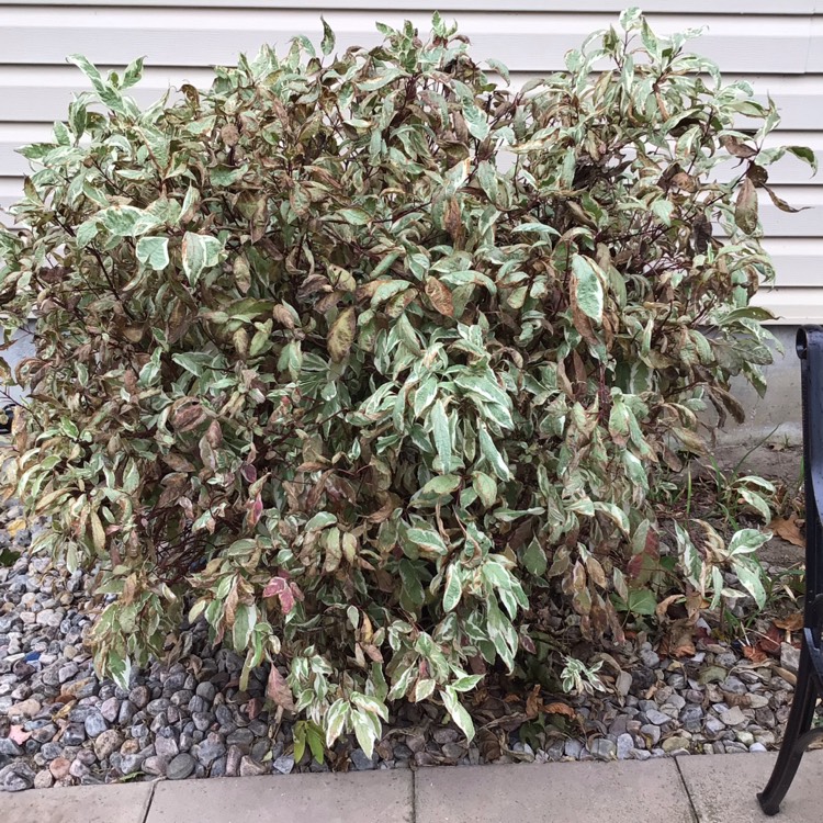 plant image 1407251 plant image 1407251