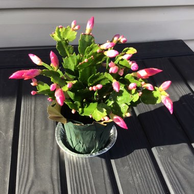 Schlumbergera truncata