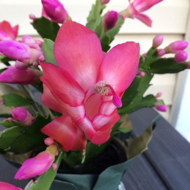 Schlumbergera truncata
