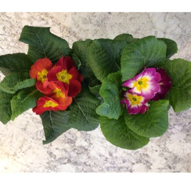 Primula