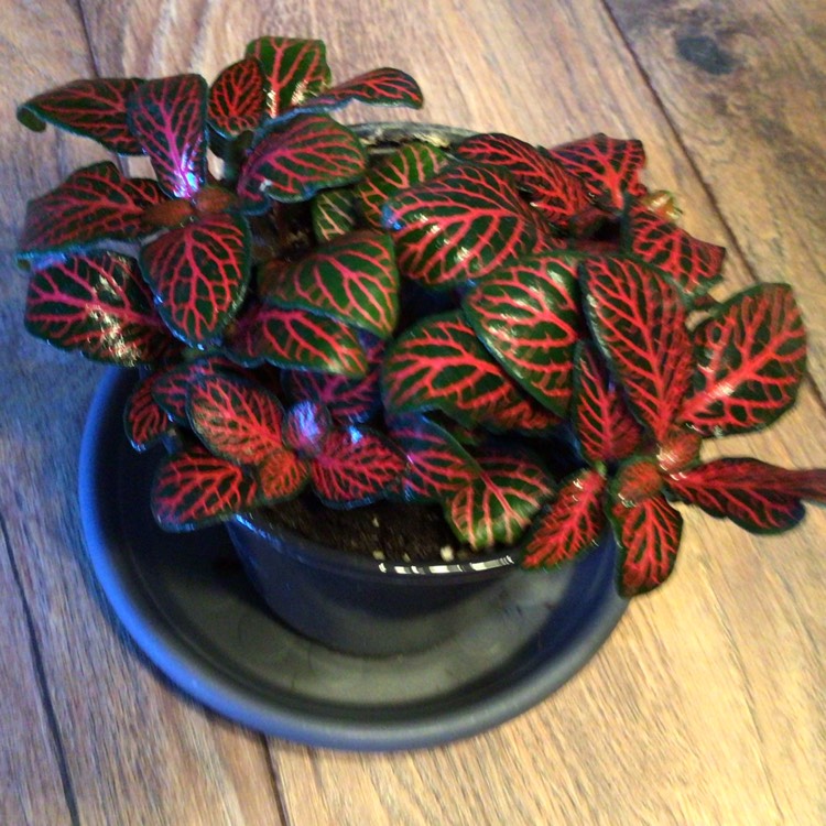 plant image 1439094 plant image 1439094