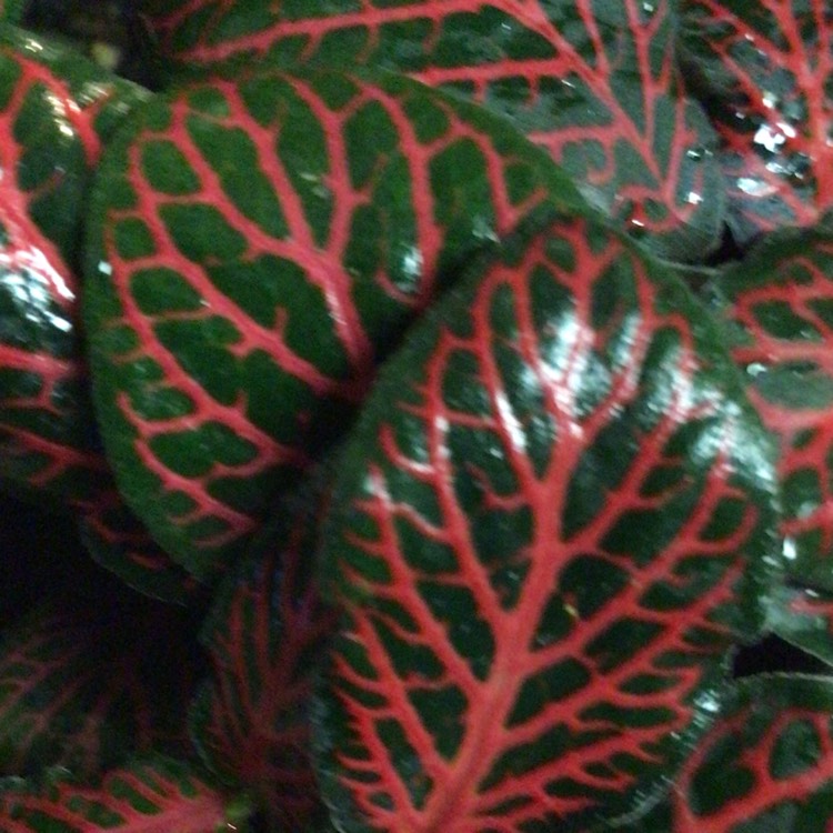 Plant image Fittonia