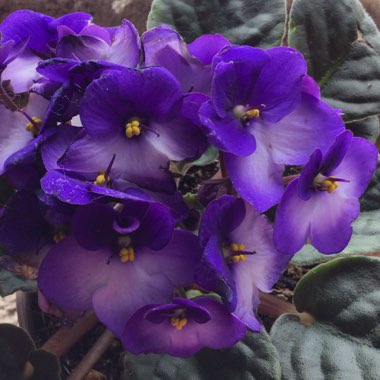 Streptocarpus sect. Saintpaulia  syn. Saintpaulia