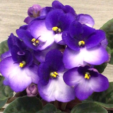 Streptocarpus sect. Saintpaulia  syn. Saintpaulia