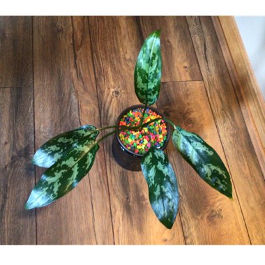 Aglaonema 'Maria'