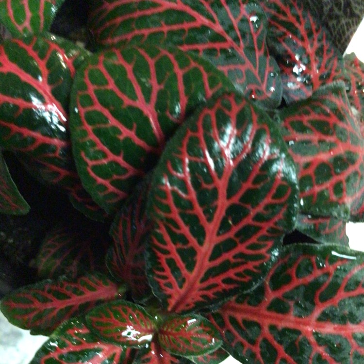 plant image 1444968 plant image 1444968