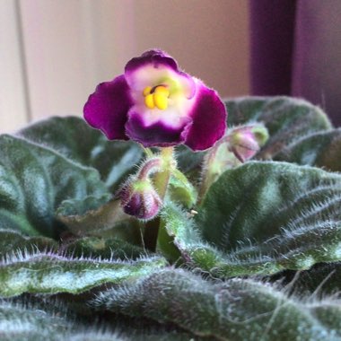 Streptocarpus sect. Saintpaulia  syn. Saintpaulia