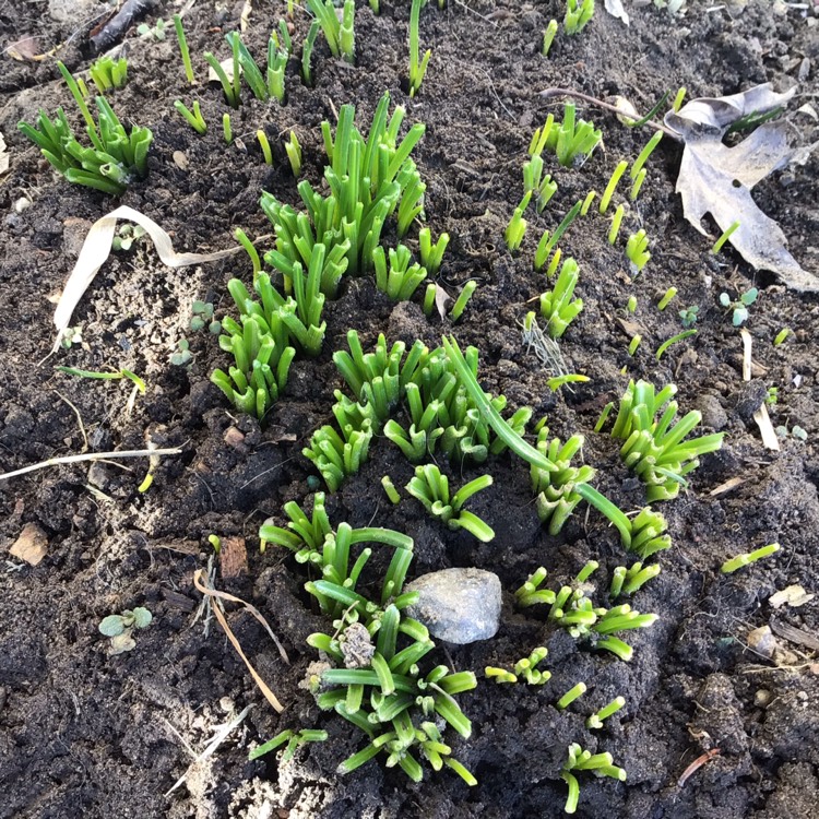 plant image 1453206