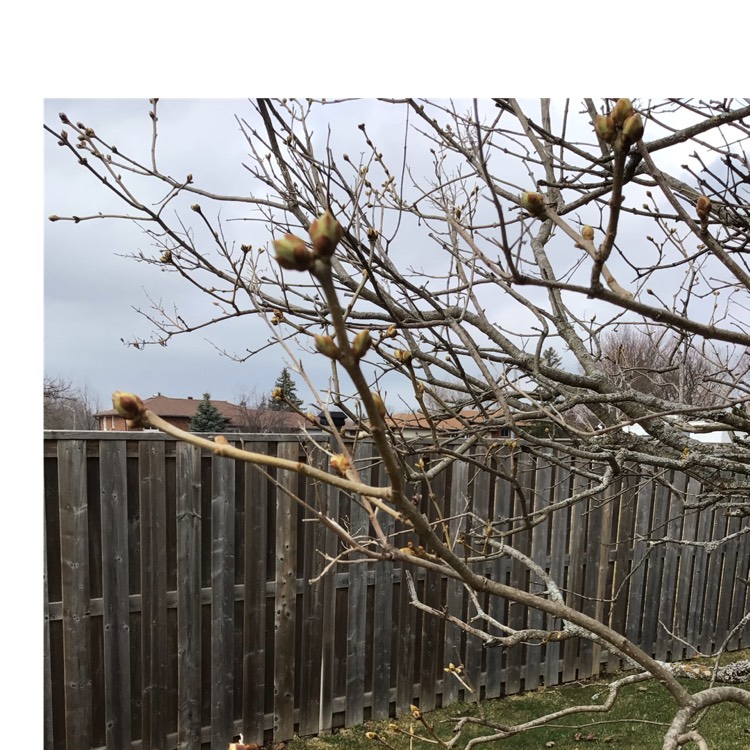 plant image 1455411