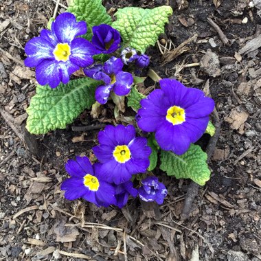 Primula