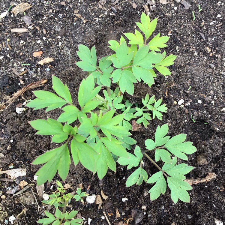 plant image 1463900