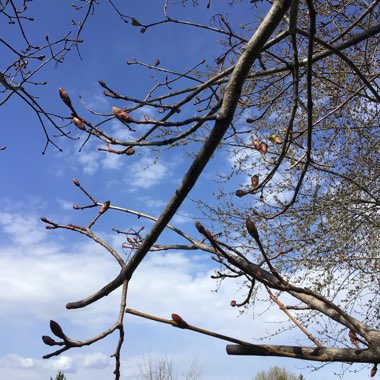 Acer saccharinum  syn. Acer dasycarpum ; Acer eriocarpum