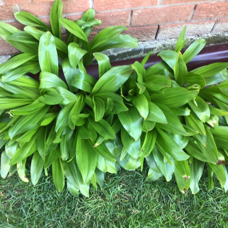 plant image 1469083 plant image 1469083