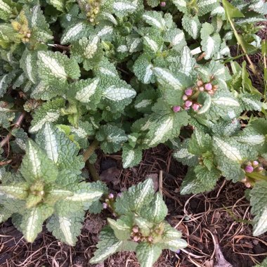 Lamium Purpureum 