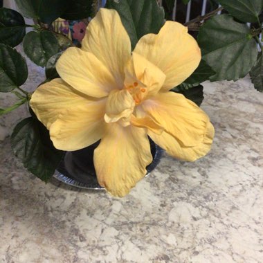 Hibiscus rosa-sinensis