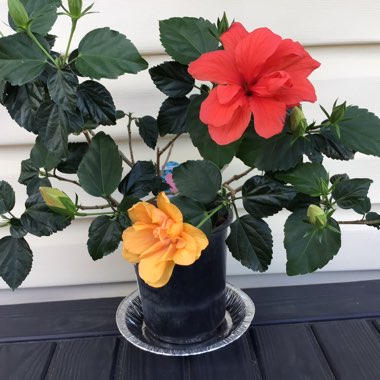 Hibiscus rosa-sinensis