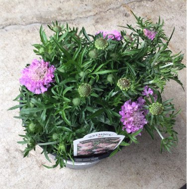 Scabiosa 'Butterfly Blue'